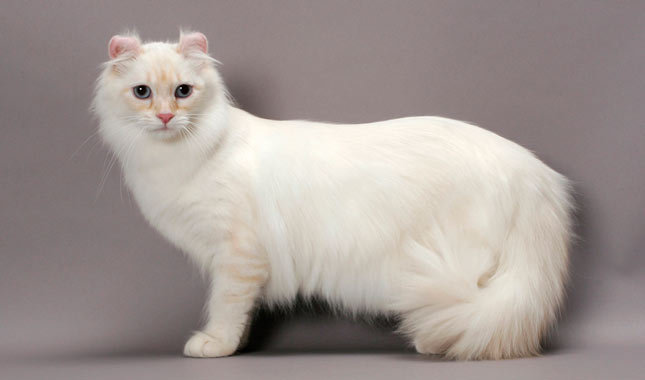 White American Curl Cat Standing