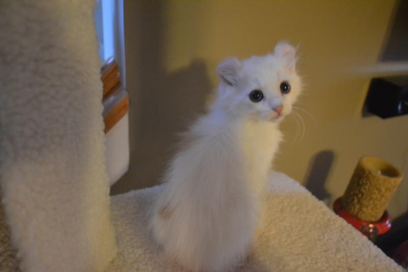 White American Curl Kitten Sitting