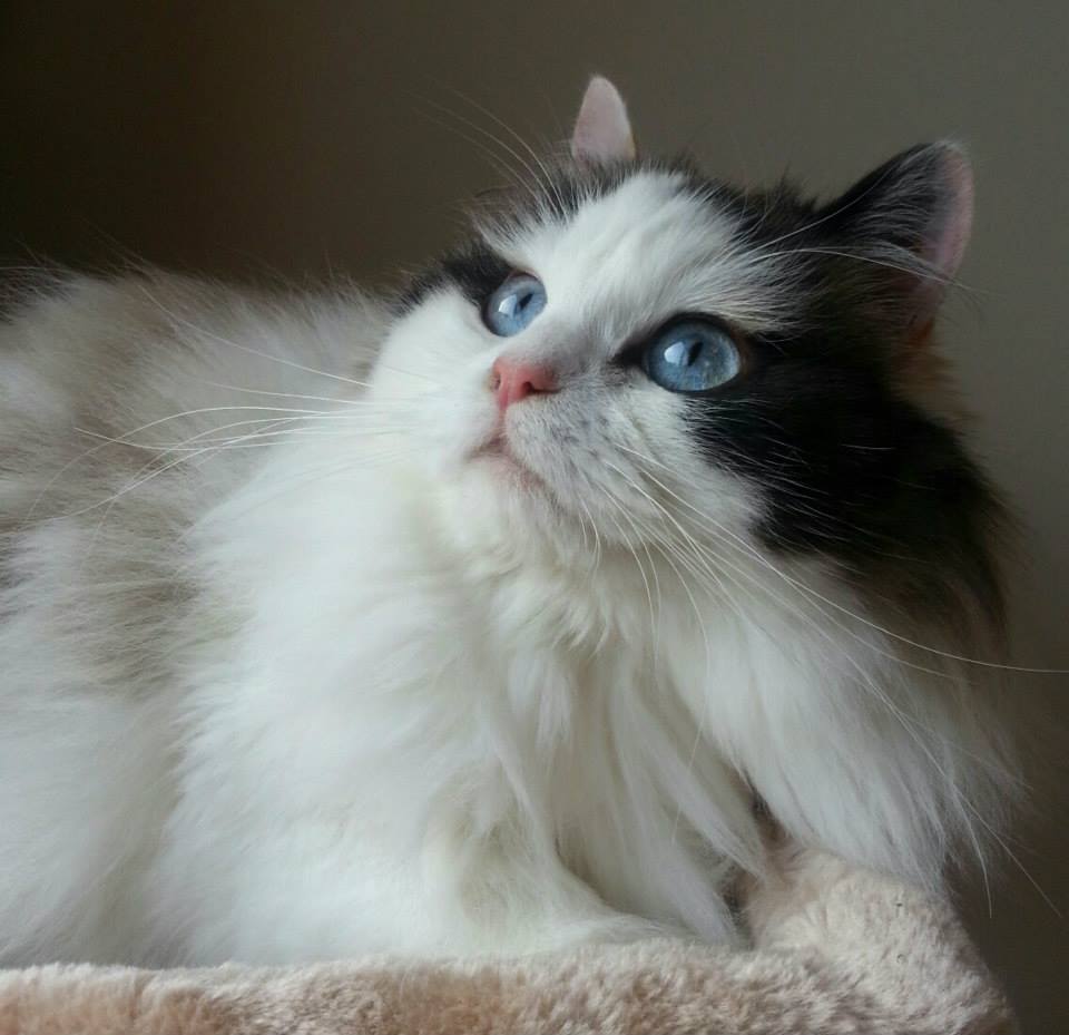 White And Black Ragamuffin Cat With Blue Eyes