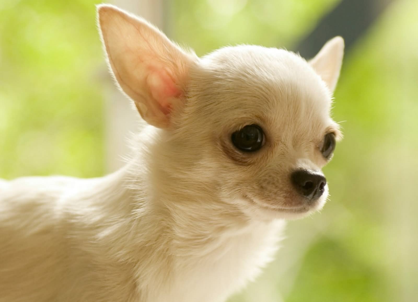 White Beautiful Chihuahua Dog Face