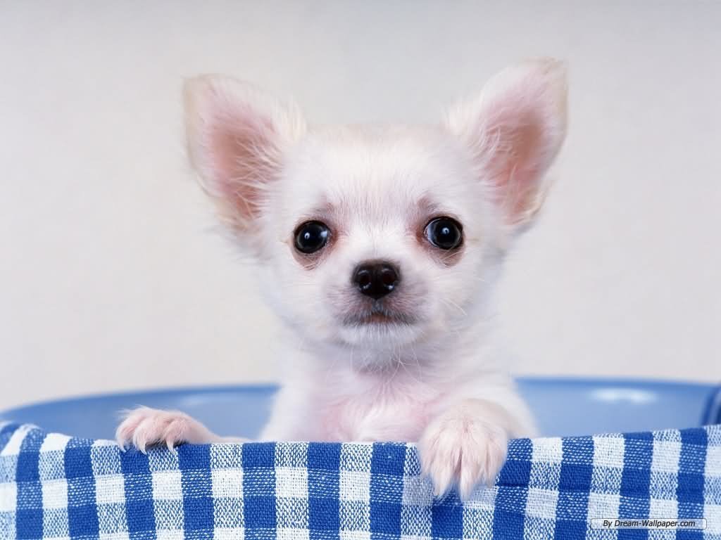 White Chihuahua Dog Image