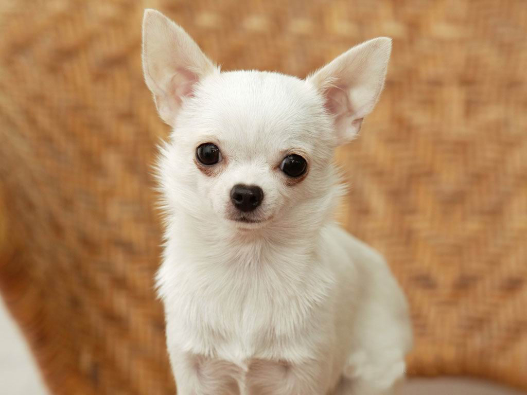 White Chihuahua Dog Photo