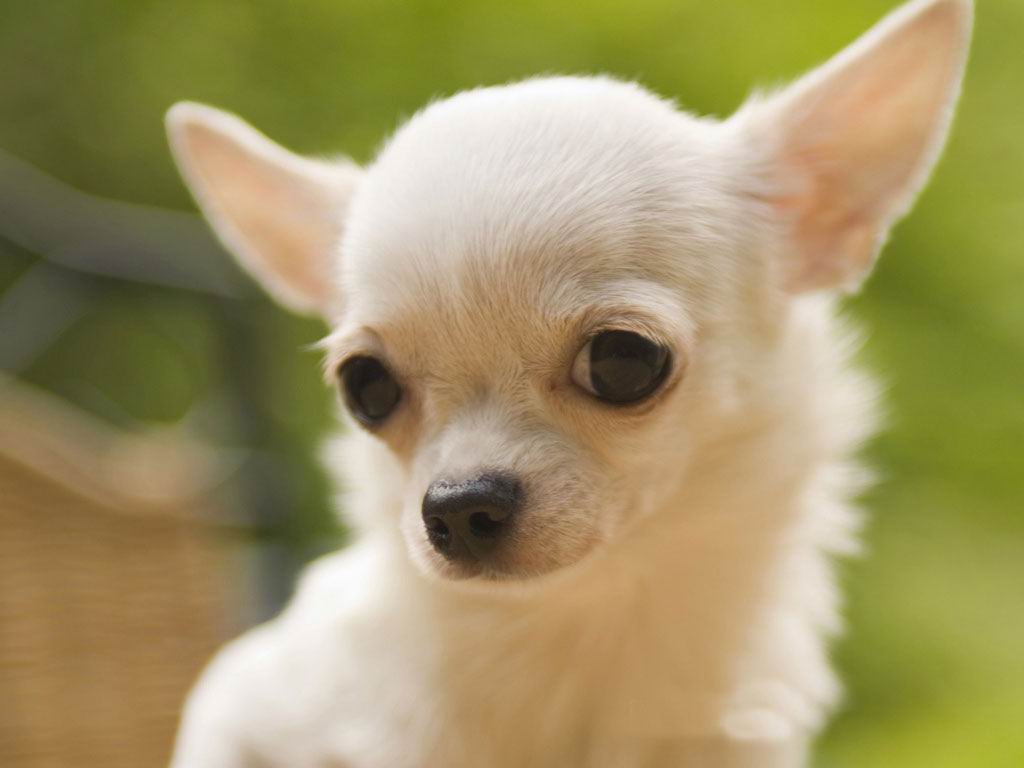 White Chihuahua Puppy Face