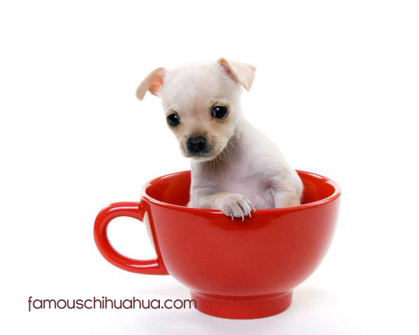 White Chihuahua Puppy In Tea Cup
