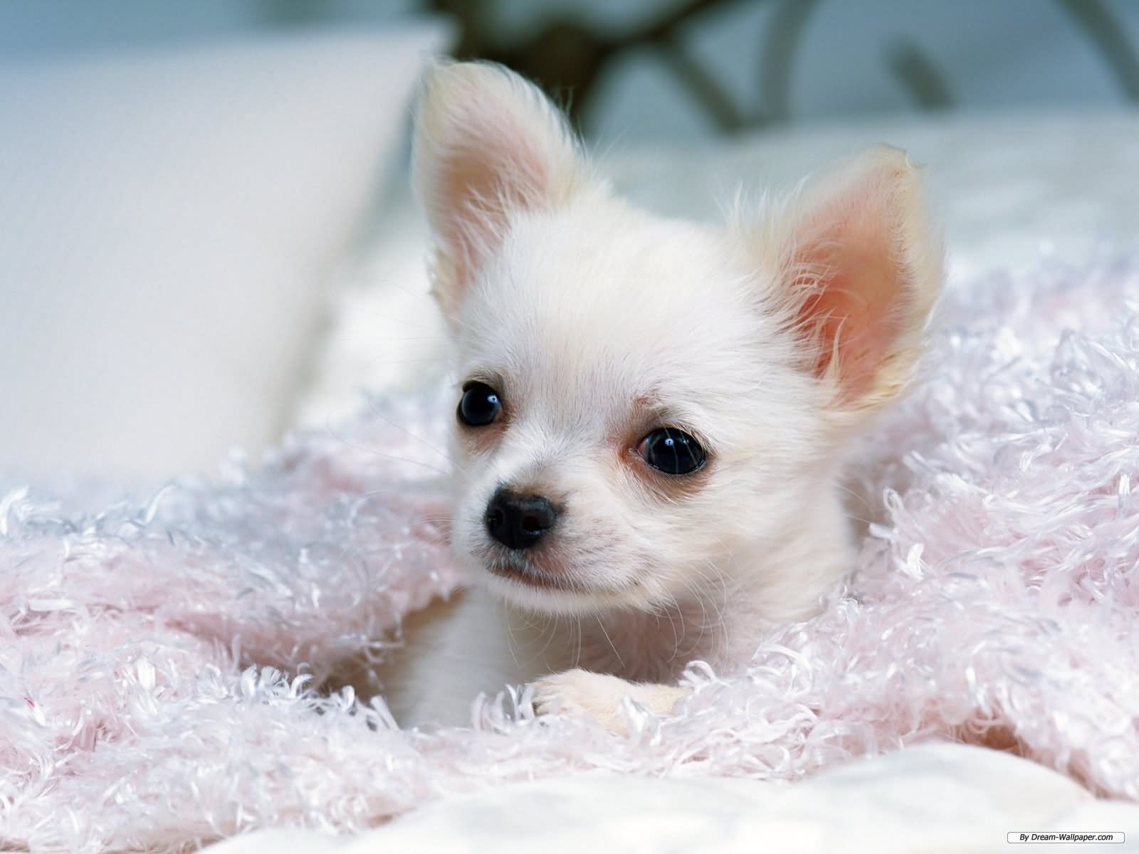 White Chihuahua Puppy Sitting On Fur