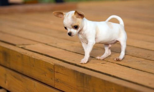 White Chihuahua Puppy With Fawn Spots