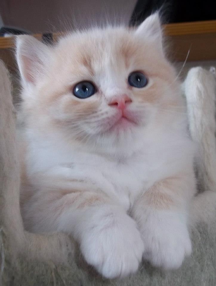 White Cute Fluffy Ragamuffin Kitten