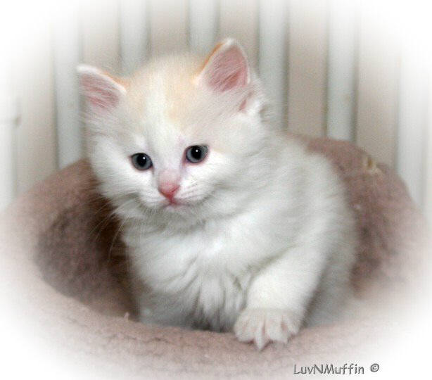 White Fluffy Ragamuffin Kitten Photo