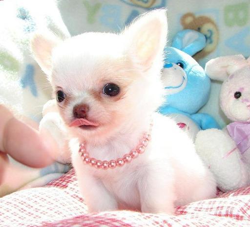 White Long Hair Chihuahua Puppy Sitting On Bed