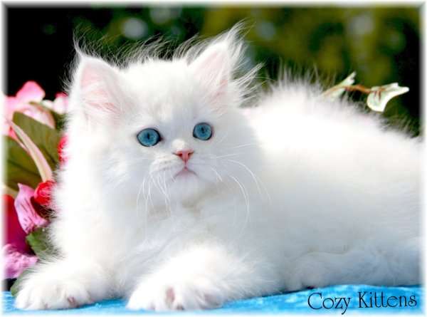 White Long Hair Ragamuffin Kitten