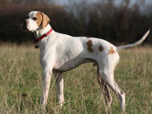 White Male Pointer Dog With Fawn Patches