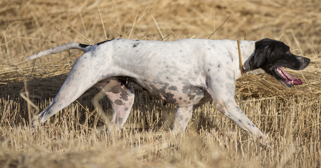 White Pointer Dog With Black Face