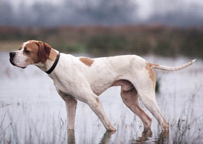 White Pointer Dog With Fawn Patches