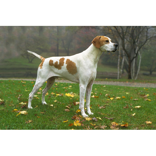 White Pointer Dog With Fawn Spots