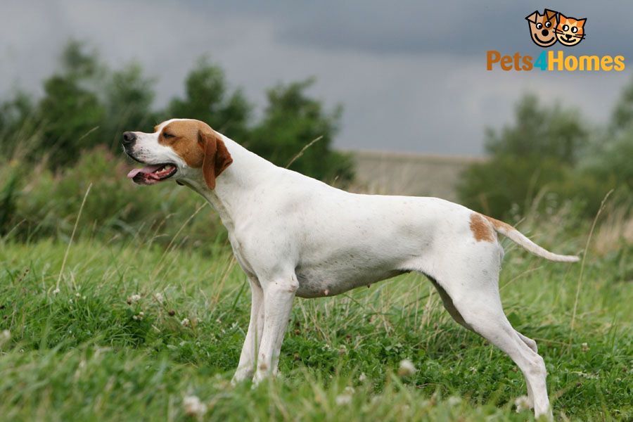 White Pointer Female Dog With Fawn Patches