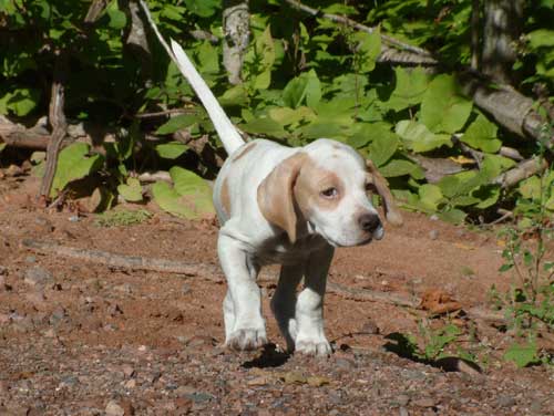 White Pointer Puppy With Fawn Patches