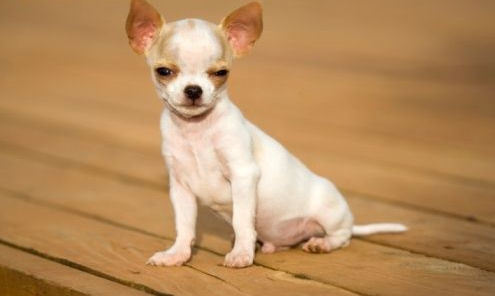 White Short Hair Chihuahua Puppy Sitting