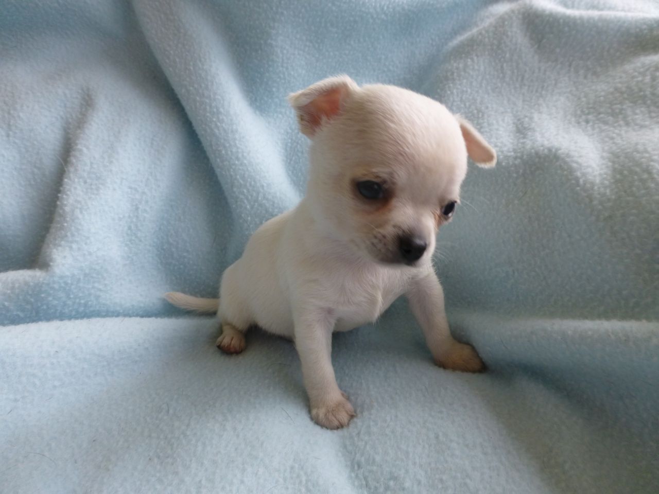 White Short Hair New Born Chihuahua Puppy Sitting