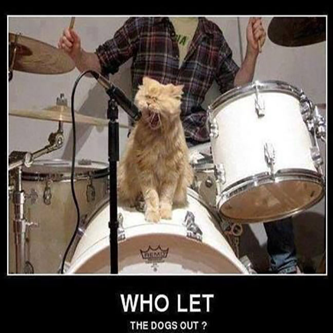 Who Let The Dogs Out Funny Cat Musicians Picture
