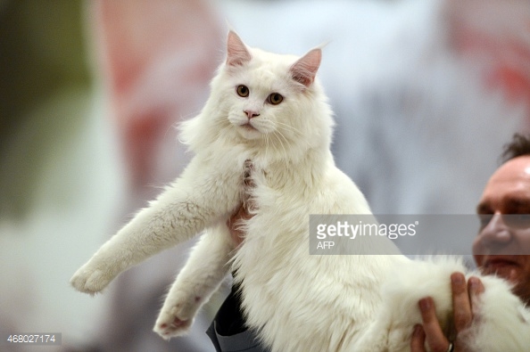 White Ragamuffin Cat In Hands