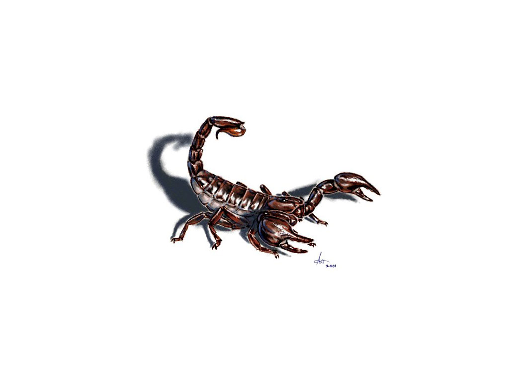 Wonderful 3D Scorpion Tattoo Design