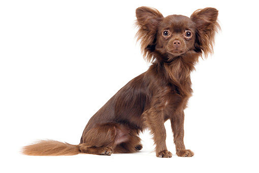 Long Hair Brown Chihuahua Dog Sitting
