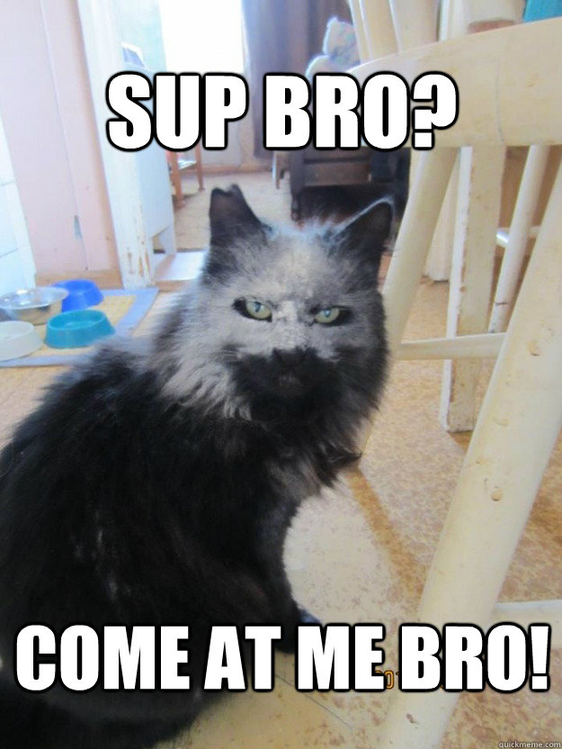 Sup Bro Come At Me Bro Funny Cat Picture