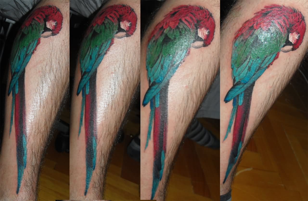 Best Colorful Parrot Tattoo Design For Leg
