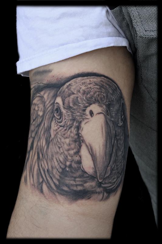 Black And Grey Parrot Tattoo On Bicep