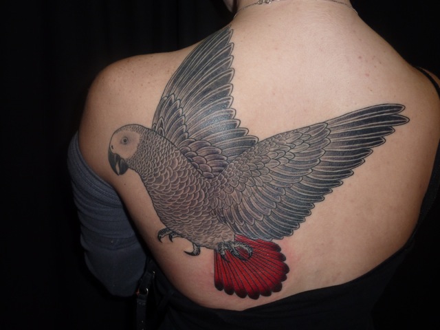 Black And Red Flying Parrot Tattoo On Upper Back
