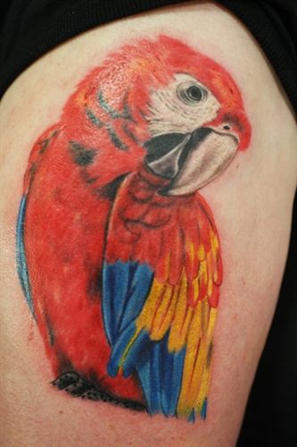 Classic Parrot Tattoo Design