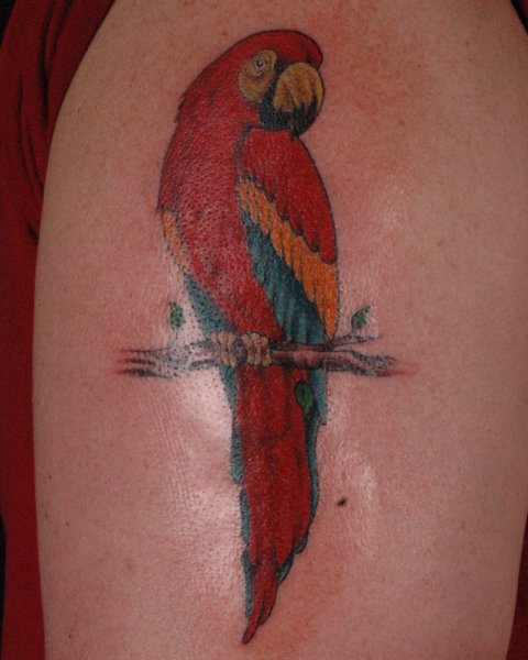Colorful Parrot Tattoo Design For Shoulder
