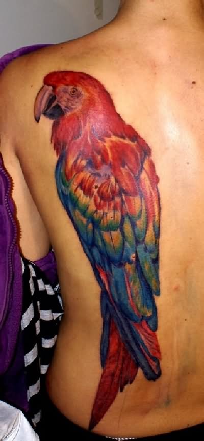 Colorful Parrot Tattoo On Full Back