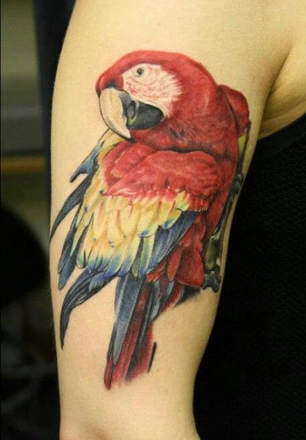 Cute Parrot Tattoo On Right Half Sleeve