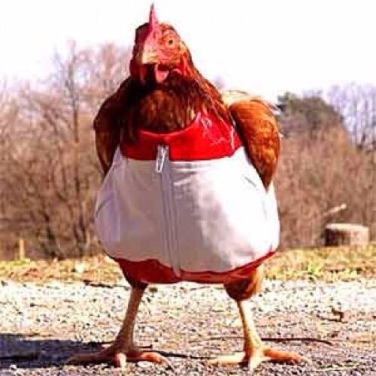 Funny Chicken Wearing Shorts Picture For Whatsapp