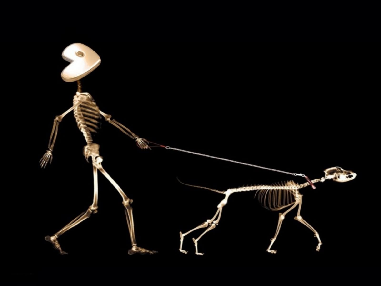 Funny Skinny Skeletons Picture