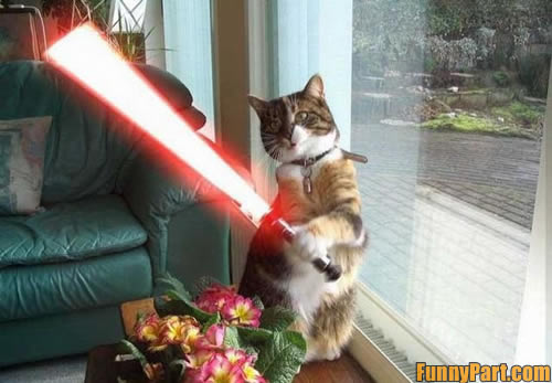 Funny Star Wars Cat Picture