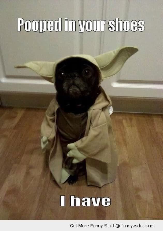 Funny Star Wars Dog Picture