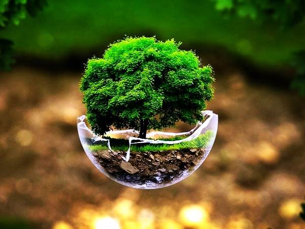 Grow Tree On Earth Day