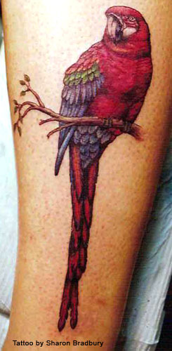 Impressive Colorful Parrot Tattoo Design