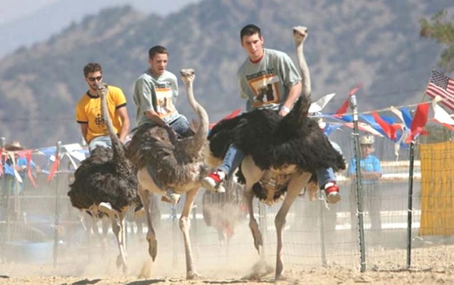 Men Riding Ostrich Funny Picture
