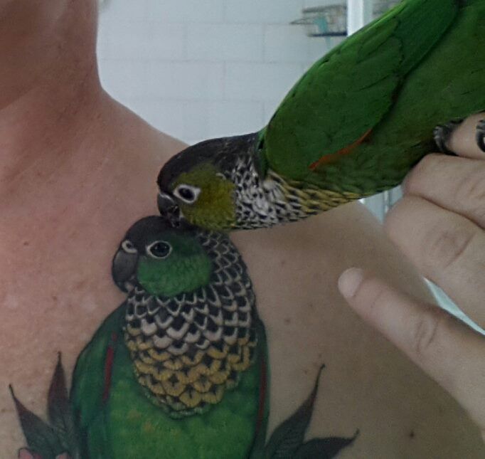 Realistic Parrot Tattoo On Left Front Shoulder