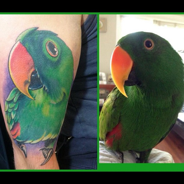 Realistic Parrot Tattoo On Right Half Sleeve