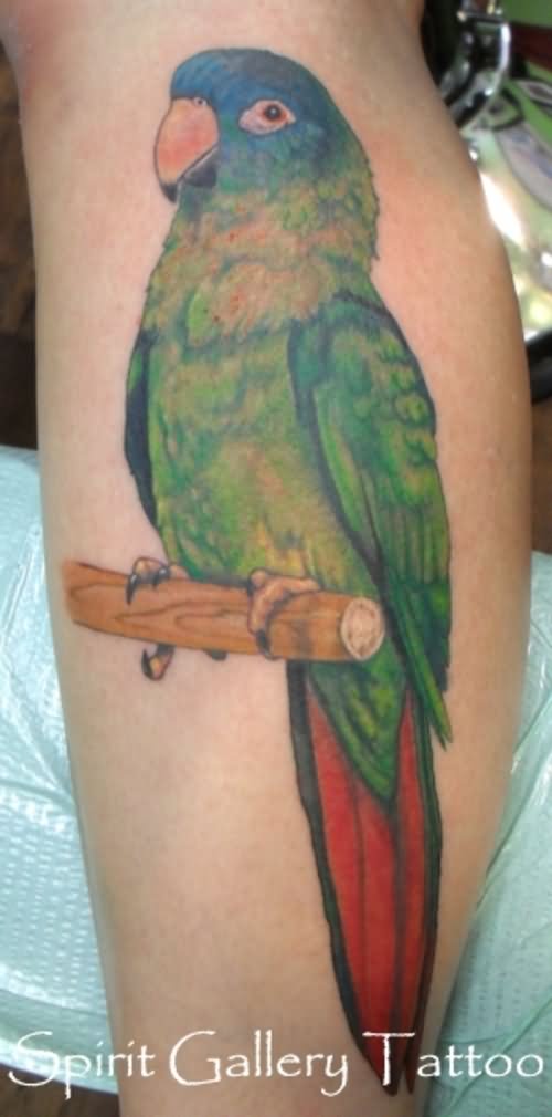 Simple Colorful Parrot Tattoo Design For Leg
