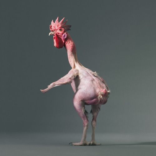 Skinny Chicken Funny Picture