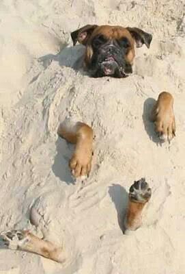 Dog Stuck On Sand Funny Beach Picture