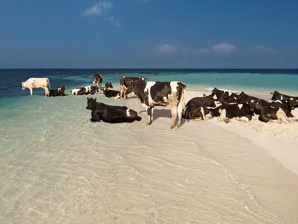Funny Beach Cows Picture