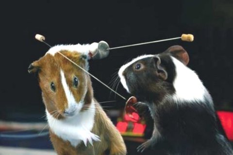 Funny Mouse Fencing Picture