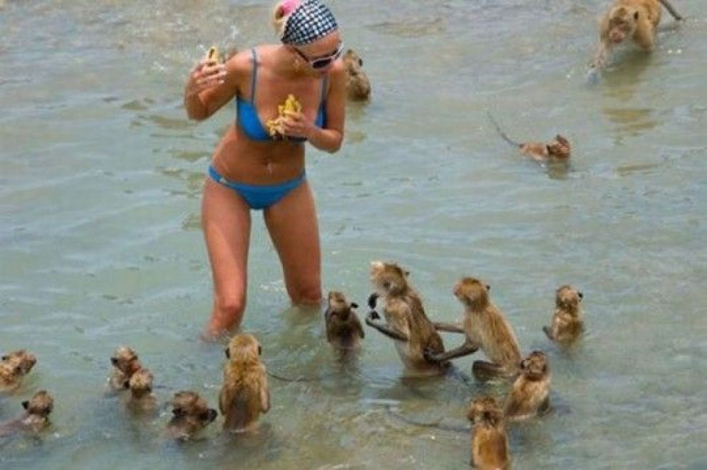Monkeys Begging Banana From Girl On Beach Funny Picture