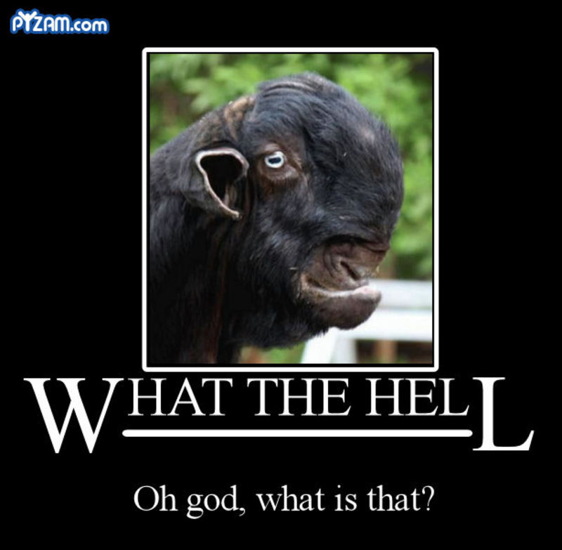 What The Hell Oh God What Is That Funny Inspirational Goat Image
